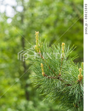 Cedar branches with long fluffy needles with a beautiful blurry background. Cedar branches with fresh shoots in spring. Cedar branches with long fluffy needles with a beautiful blurry background. Cedar branches with fresh shoots in spring. 88615849