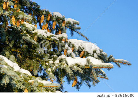 snow covered christmas fir branch with cones on a background of blue sky 88616080