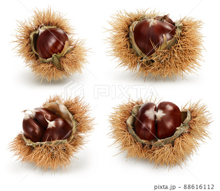 Ripe sweet chestnut in its spiky husk split open to reveal the fruit or nut isolated on white background. Set or collection. 88616112