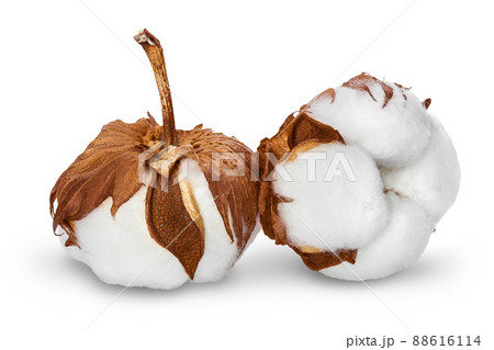 Cotton plant flower isolated on white background with clipping path and full depth of field 88616114