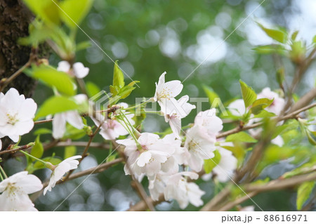 桜:開花と一緒に緑葉が伸びる染井吉野【相模原公園 せせらぎ園地区】 桜:開花と一緒に緑葉が伸びる染井吉野【相模原公園 せせらぎ園地区】 88616971