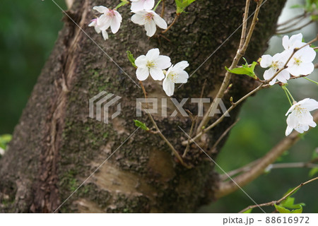 桜:開花と一緒に緑葉が伸びる染井吉野【相模原公園 せせらぎ園地区】 桜:開花と一緒に緑葉が伸びる染井吉野【相模原公園 せせらぎ園地区】 88616972