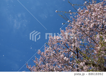 桜と花吹雪:神奈川県相模原公園せせらぎ園地区【青空背景】 桜と花吹雪:神奈川県相模原公園せせらぎ園地区【青空背景】 88616992
