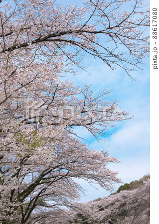 桜:染井吉野 相模原公園せせらぎ園地区【空背景】 桜:染井吉野 相模原公園せせらぎ園地区【空背景】 88617080