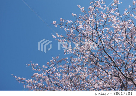 桜：染井吉野　神奈川県大和市ふれあいの森【青空背景】 88617201