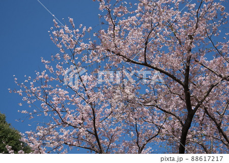 桜:染井吉野 神奈川県大和市ふれあいの森【青空背景】 桜:染井吉野 神奈川県大和市ふれあいの森【青空背景】 88617217