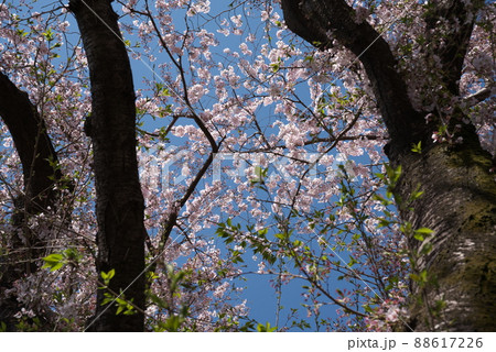 桜:染井吉野 神奈川県大和市ふれあいの森【青空背景】 桜:染井吉野 神奈川県大和市ふれあいの森【青空背景】 88617226