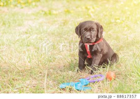 Little dog on the green grass. Labrador retriever puppy. Little dog on the green grass. Labrador retriever puppy. 88617357