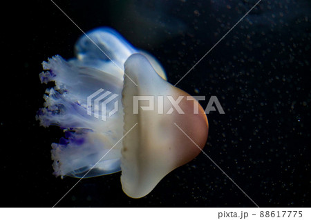 写真、生物、コティロリーザツベルクラタ別名目玉焼きクラゲ、紫陽花の花のような口椀をもつきれいなくらげ 88617775