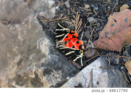 Red and black moth 88617790