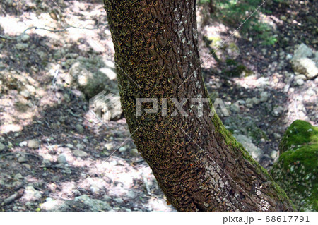 Hundreds of butterflies on a tree Hundreds of butterflies on a tree 88617791