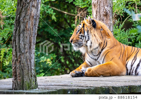 Cute tiger in the zoo 88618154