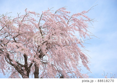 しだれ桜、神奈川県蟹ヶ谷公園【空背景】 しだれ桜、神奈川県蟹ヶ谷公園【空背景】 88618270