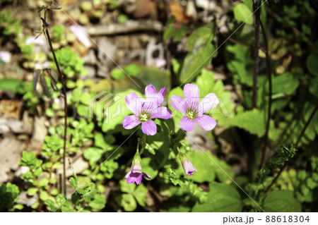 ムラサキカタバミ ムラサキカタバミ 88618304