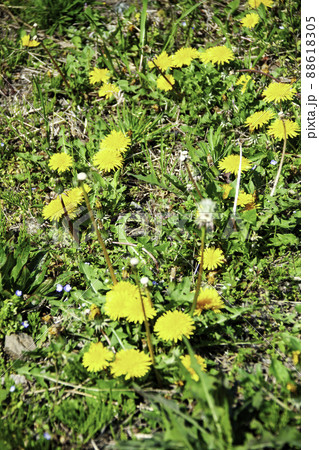 タンポポの群生 88618305