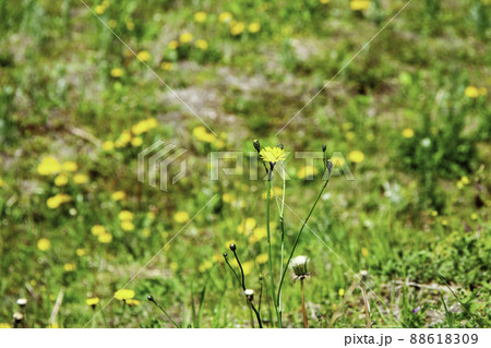 タンポポの群生の中のブタナ タンポポの群生の中のブタナ 88618309
