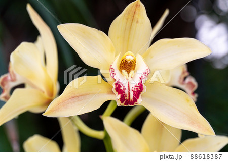 Yellow Cymbidium orchids, commonly known as boat orchids 88618387