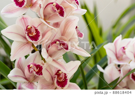 Cymbidium or boat orchid. orchids of the philippines. 88618404