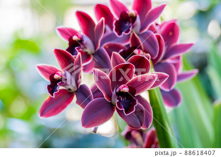 Cymbidium cali night orchid gainst tropical greens Cymbidium cali night orchid gainst tropical greens 88618407