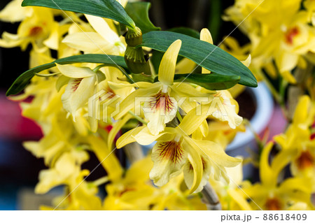 Beautiful Yellow orchid Dendrobium Stardust Chiyomi. close up 88618409