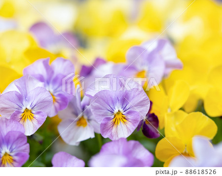 ビオラの花　 88618526