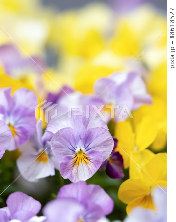 ビオラの花　 88618527