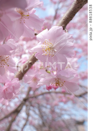 しだれ桜、八重紅枝垂：神奈川県千本桜 88618538