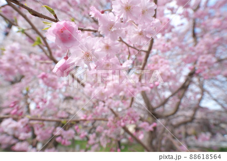 しだれ桜、八重紅枝垂：神奈川県千本桜 88618564