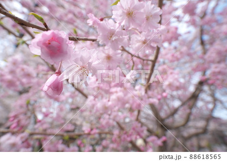 しだれ桜、八重紅枝垂:神奈川県千本桜 しだれ桜、八重紅枝垂:神奈川県千本桜 88618565
