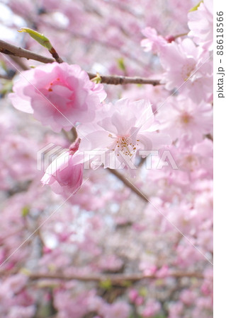 しだれ桜、八重紅枝垂:神奈川県千本桜 しだれ桜、八重紅枝垂:神奈川県千本桜 88618566