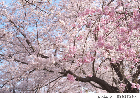 しだれ桜、八重紅枝垂:神奈川県千本桜 しだれ桜、八重紅枝垂:神奈川県千本桜 88618567