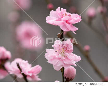 ハナモモ 88618569