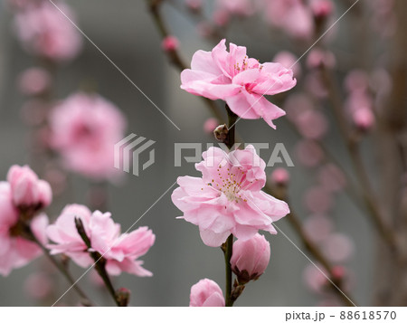 ハナモモ 88618570