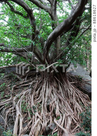 西平椿公園　アコウの大木 88618627