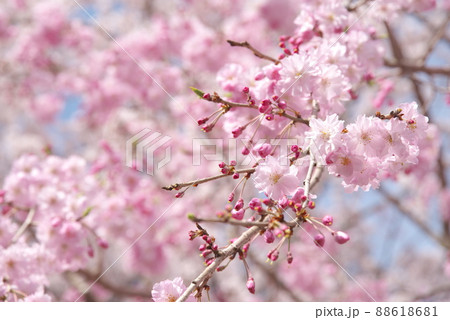 しだれ桜 八重紅枝垂 神奈川県千本桜の写真素材