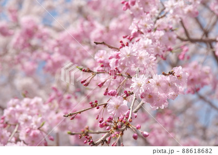 しだれ桜、八重紅枝垂：神奈川県千本桜 88618682