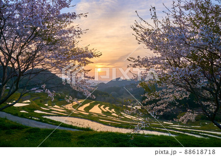 夜明けの輝く棚田と桜　大山千枚田 88618718