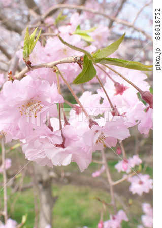 しだれ桜、八重紅枝垂：神奈川県千本桜 88618752
