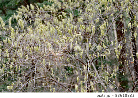 春一番に山で咲くキブシの花 88618833