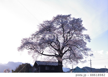北杜市武川町、夕日の中の山高一本桜と甲斐駒 88618982