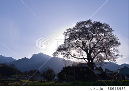 北杜市武川町、夕日の中の山高一本桜と甲斐駒 88618985