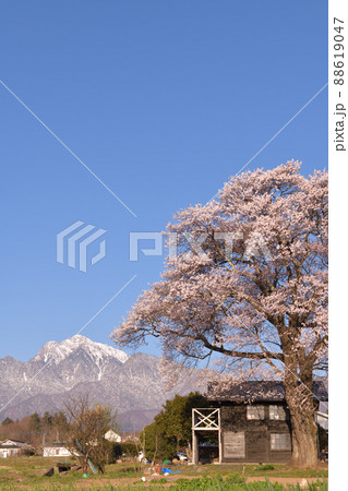 北杜市武川町、山高の一本桜と甲斐駒 88619047