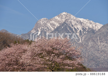 北杜市武川町、満開の桜と残雪の甲斐駒ケ岳 北杜市武川町、満開の桜と残雪の甲斐駒ケ岳 88619188