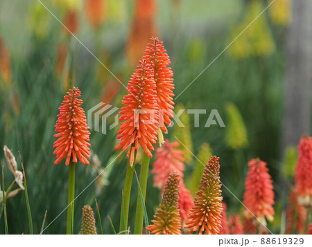 オレンジ色のトーチリリーの花 88619329