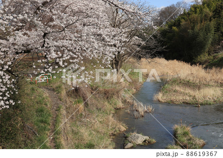 東京都日の出町 平井川近くに咲く桜【塩田耕地堤、4月】 東京都日の出町 平井川近くに咲く桜【塩田耕地堤、4月】 88619367