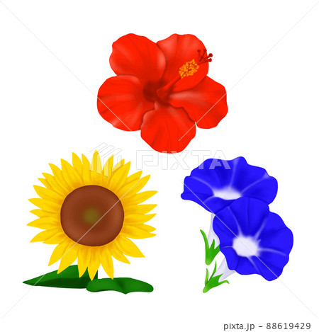夏の花　3種　三原色 88619429