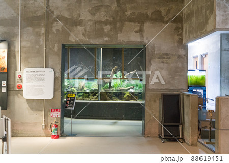 アクアマリンいなわしろカワセミ水族館の展示物 アクアマリンいなわしろカワセミ水族館の展示物 88619451