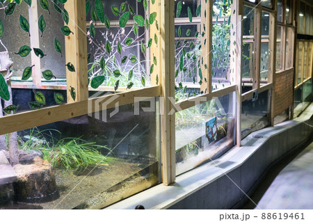アクアマリンいなわしろカワセミ水族館の展示物 アクアマリンいなわしろカワセミ水族館の展示物 88619461