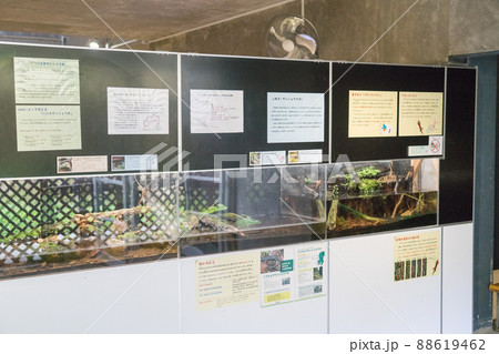 アクアマリンいなわしろカワセミ水族館の展示物 アクアマリンいなわしろカワセミ水族館の展示物 88619462