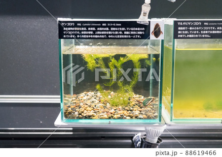 アクアマリンいなわしろカワセミ水族館の展示物 アクアマリンいなわしろカワセミ水族館の展示物 88619466